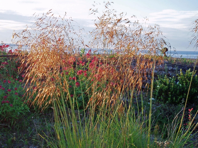 Stipa gigantea